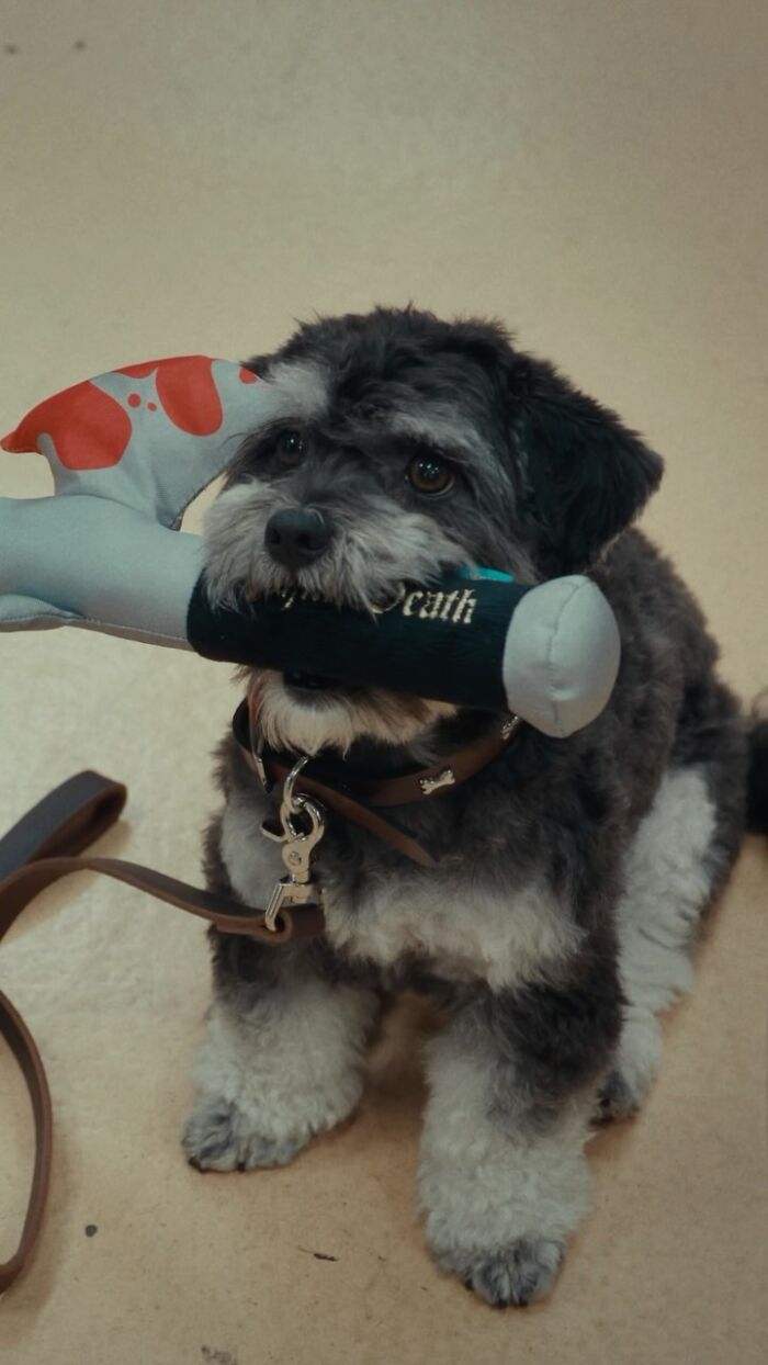 Cute puppy pic of a small fluffy dog holding a plush axe toy in its mouth