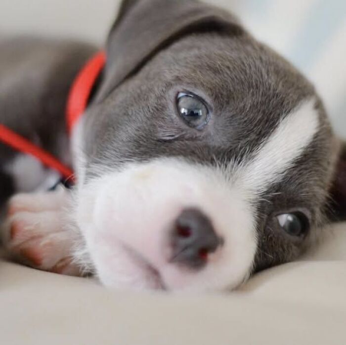 Close-up adorable puppy pic of a grey and white pup lying down