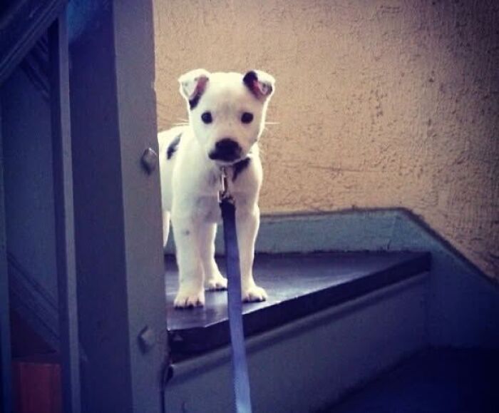 A white and black puppy pic showing a small dog standing on stairs with a leash