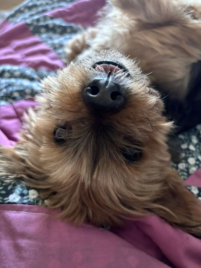 Cute dog lying upside down sharing life stories with pets