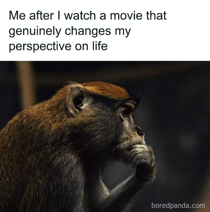 Cute animal memes show a thoughtful monkey holding a hand to its mouth, reflecting on life.