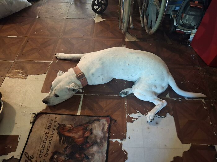 White dog laying on damaged floor with torn item nearby