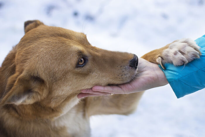 A loyal dog resting its head on a human hand, illustrating devotion seen in lesser-known cults.