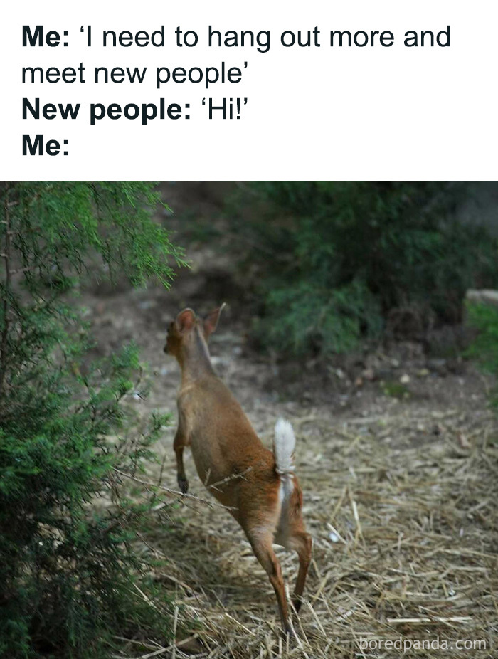 A small deer leaping away into bushes in a relatable animal meme about avoiding social interactions.
