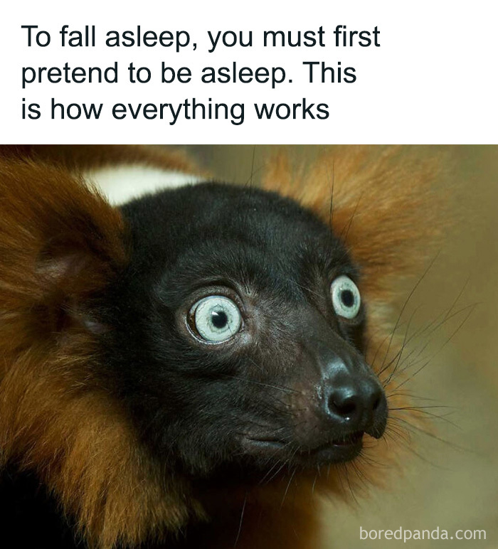 A wide-eyed lemur with a shocked expression in a cute animal meme about falling asleep