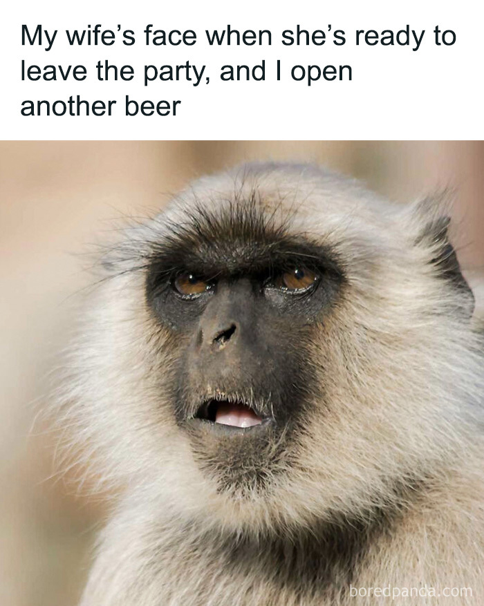 A surprised monkey expression in a cute animal meme about staying at a party