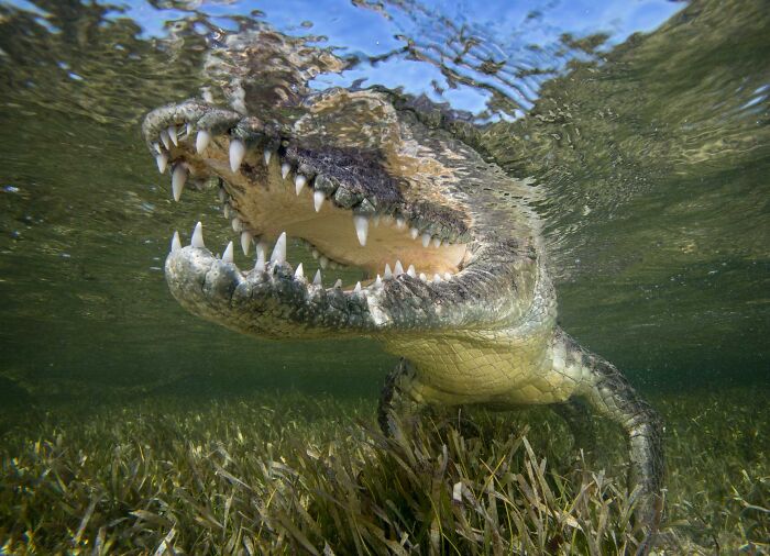 An underwater view of an alligator with its mouth open revealing sharp teeth for NPOTY.