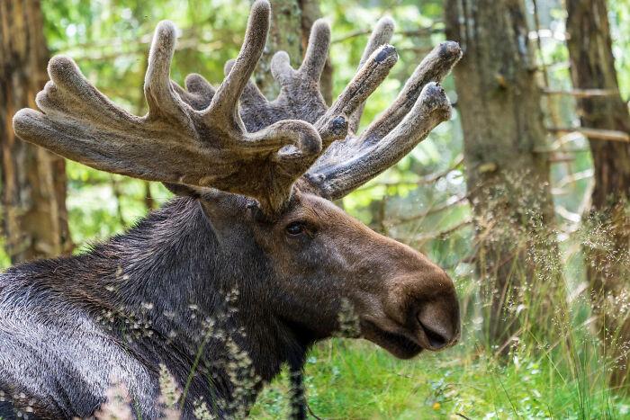 Close up of a large moose with massive antlers in the woods