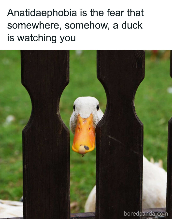 A duck peering through a wooden fence in a relatable animal meme about anatidaephobia