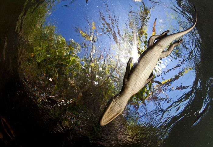 NPOTY wildlife photo displaying an underwater perspective of an alligator swimming beneath tree reflections.