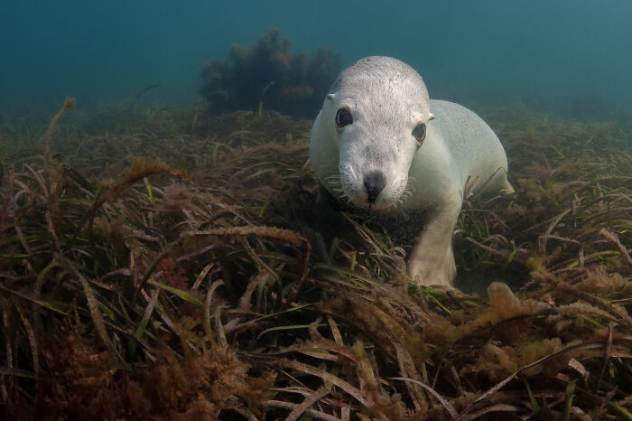 A curious seal swimming through underwater seagrass, captured in one of many breathtaking wildlife photos.
