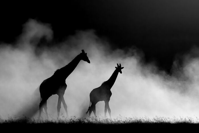 Black and white silhouette of two giraffes walking through dust clouds in NPOTY wildlife photos.