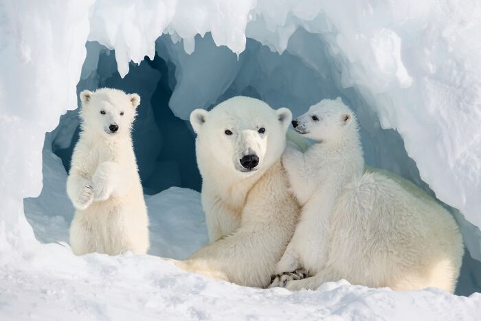 Polar bear with two cubs inside snowy cave wildlife photo