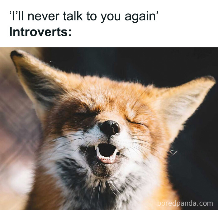 Funny animal memes show a fox squinting and laughing cheerfully about being left alone.