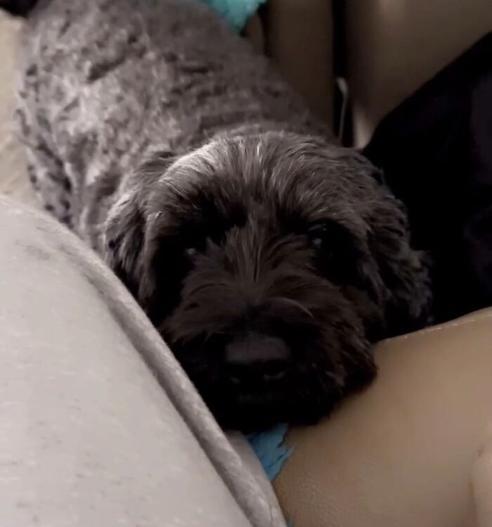 Close-up of a curly black dog sharing life stories with pets