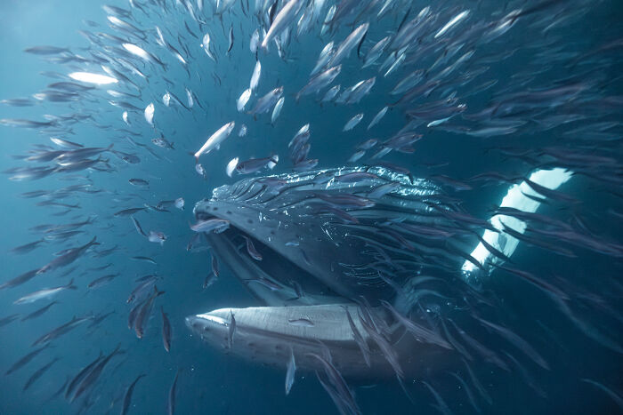 Humpback whale feeding on a school of fish in wildlife photos entry