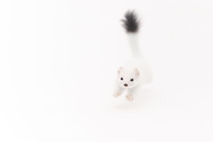 Award winning wildlife photo of a white stoat leaping through bright white snow