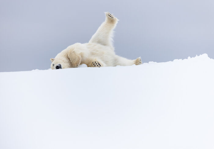 Playful polar bear rolling in the snow from wildlife photos collection