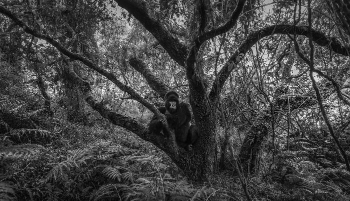 Black and white wildlife photos showing a gorilla sitting in a dense forest tree
