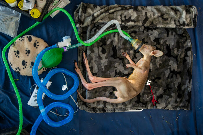 Wildlife photos showing a rescued joey kangaroo receiving medical treatment