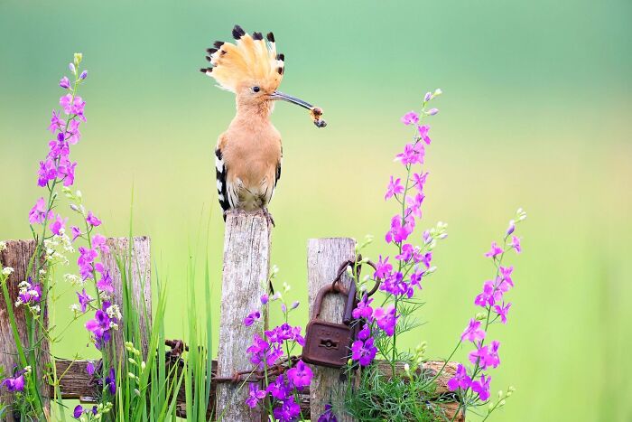 Eurasian hoopoe perches on a wooden fence, featured in the Ournature Environmental Photo Awards.