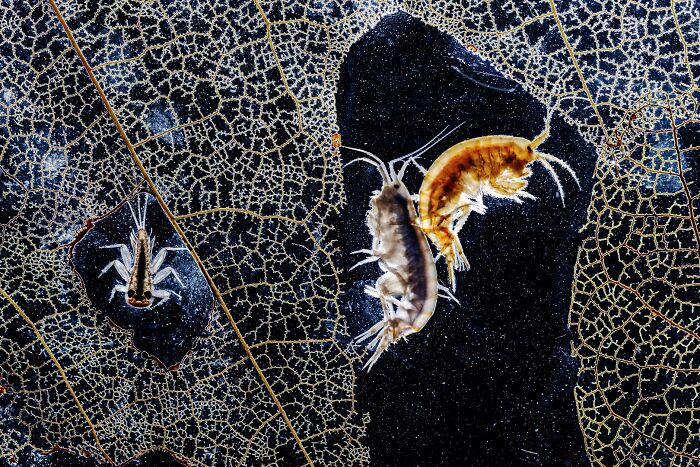 Macro photo of tiny aquatic insects on a leaf skeleton, featured in environmental photo awards.