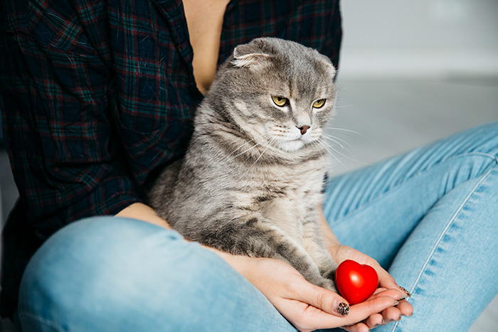 Cat Owner Comes Home To Find Her Pet With Bandaged Paws After Roommate Ignored A Clear &ldquo;No&rdquo;