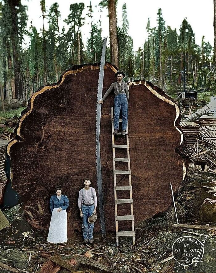 An interesting historical pic of loggers standing next to a massive redwood tree cross section and a giant saw.