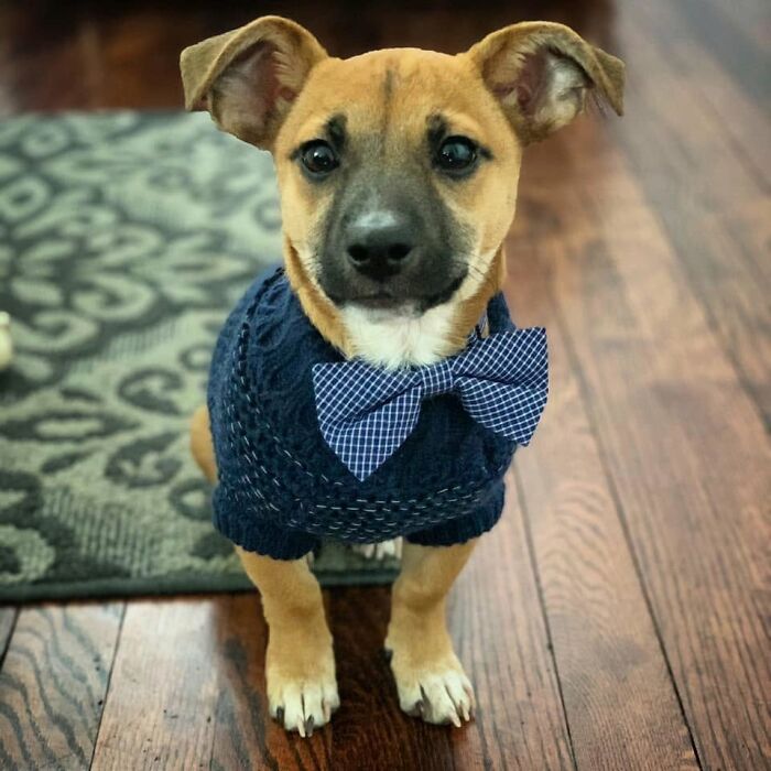 An adorable puppy wearing a blue sweater and bow tie from All Sato Rescue