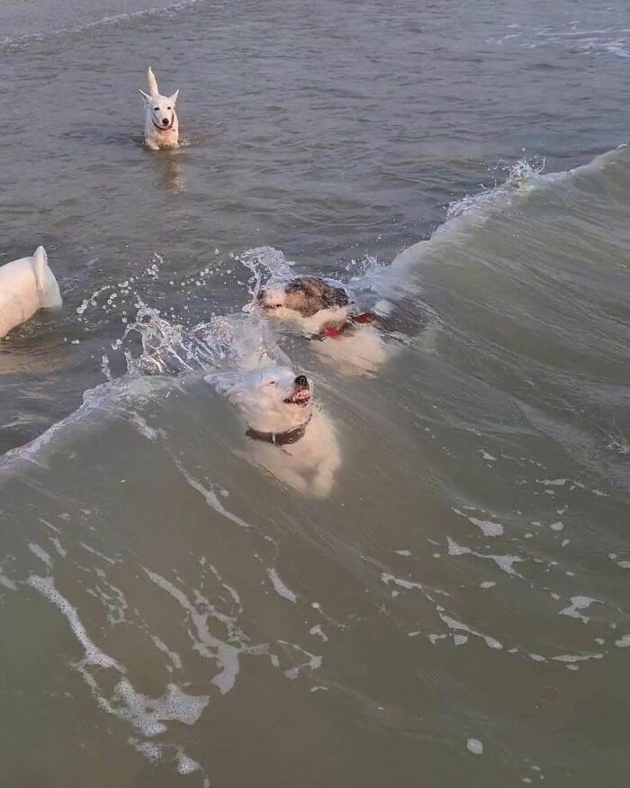 Funny animals, several dogs swimming and playing in ocean waves