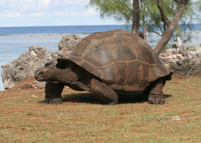 A giant tortoise walks on grass with the ocean in the background