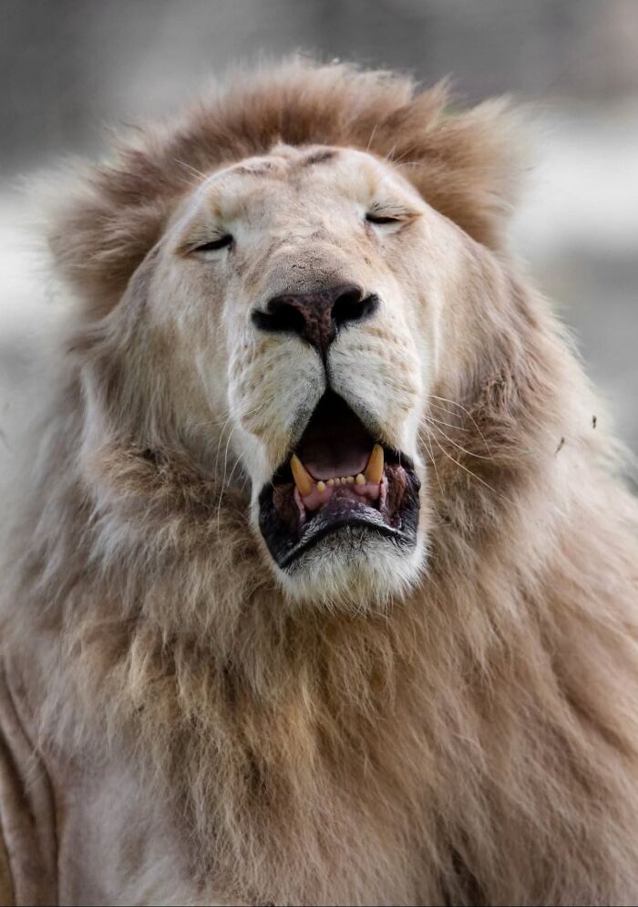 Light-colored lion yawning, showcasing big cats reactions.