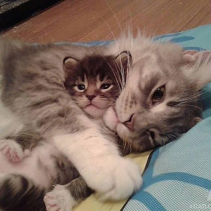21 Heartwarming Photos Of Mama Cats And Their Kittens That Show A Mother’s Love Is Truly Special