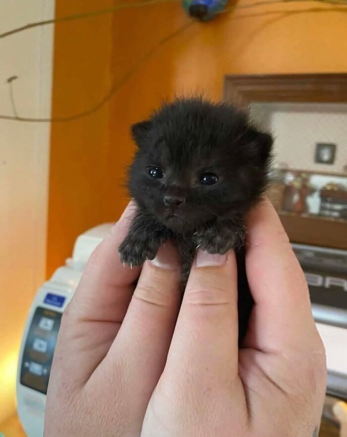 Adorable black cat kitten held delicately in two hands.