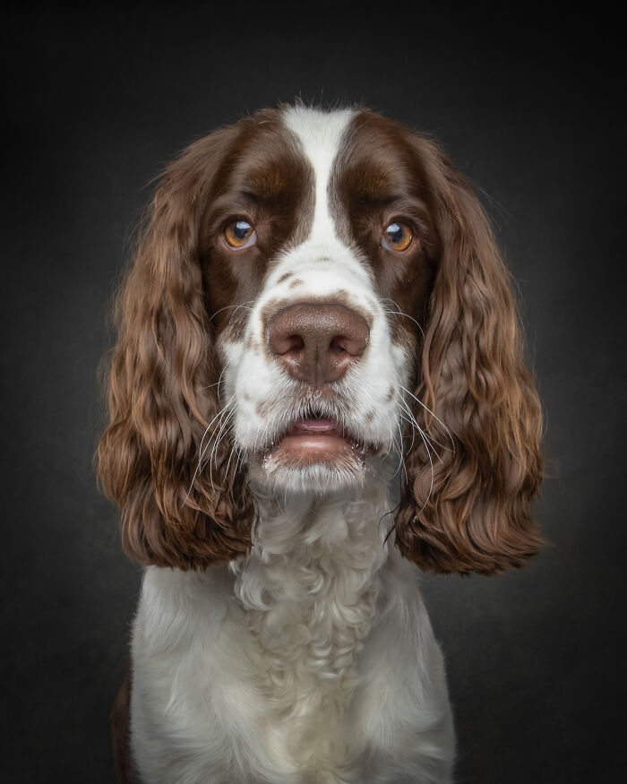 Close-up portrait of a brown and white dog with long ears showcasing dog personalities