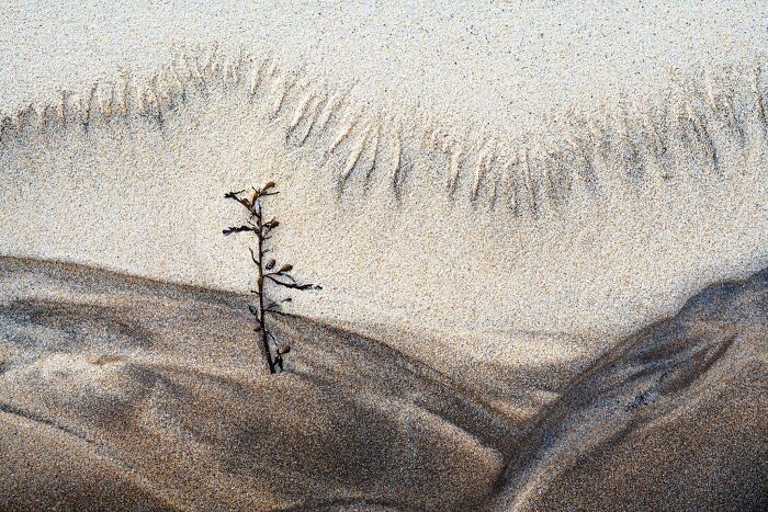 Minimalist natural landscape photography featuring a small plant on textured sand dunes