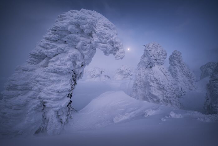 Heavy snow covering trees under a pale sky featured in natural landscape photography.