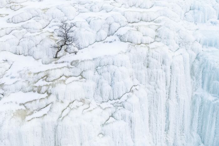 A lone bare tree clinging to a snowy frozen cliff face in natural landscape photography
