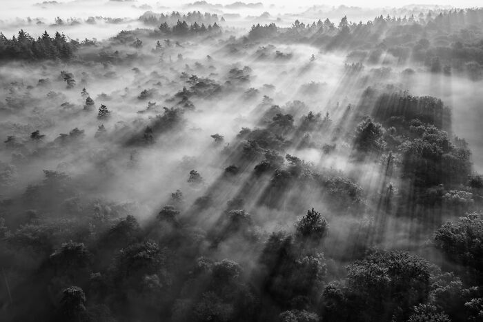 Sunbeams breaking through foggy forest canopy in Natural Landscape Photography Awards 2026 entry