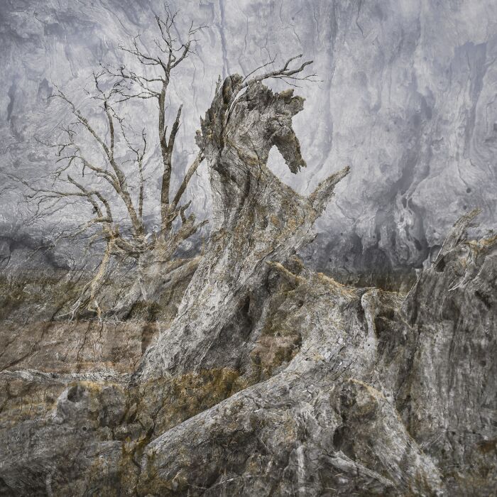 Weathered ancient tree trunk featured in Natural Landscape Photography Awards 2026