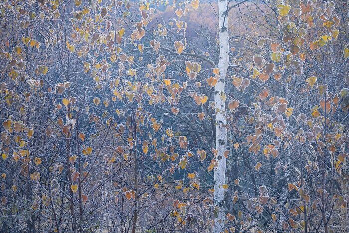 Frost-dusted autumn leaves and birch trees captured in natural landscape photography