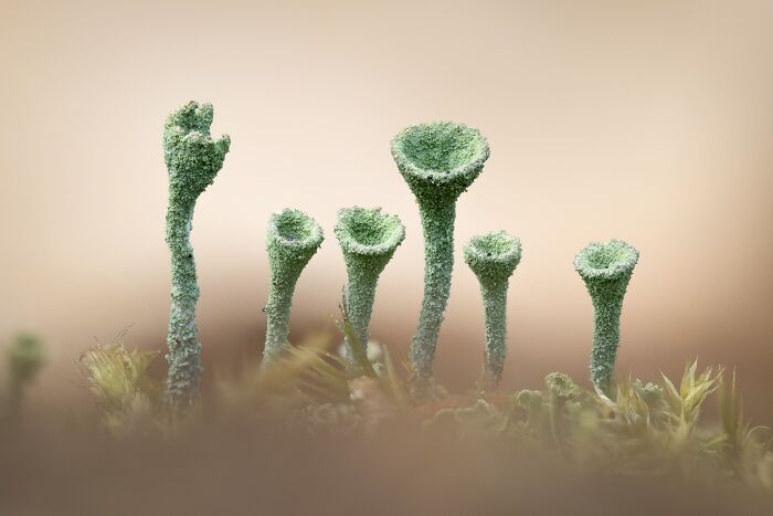 Macro landscape photography showing small trumpet-shaped green lichen on forest floor