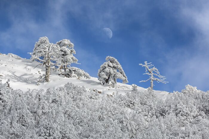 Frosty pine trees under a clear blue sky with a crescent moon in a landscape photography scene