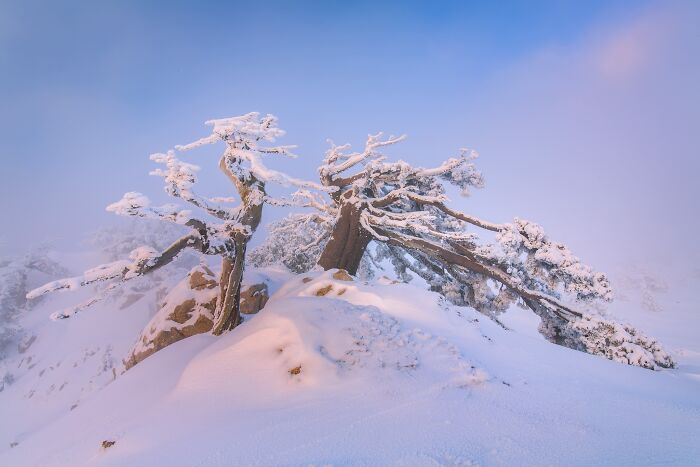 Snow-covered gnarled trees on a mountain ridge featured in Natural Landscape Photography Awards