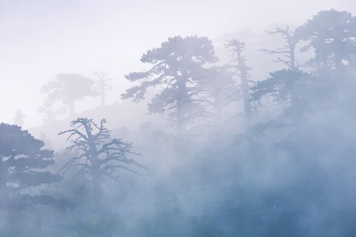 Natural landscape photography showing pine trees shrouded in heavy mist and fog.