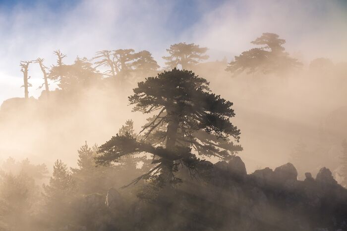 Natural landscape photography of mist-shrouded pine trees on a rocky ridge during golden hour.
