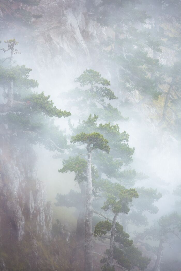 Natural landscape photography featuring tall evergreen trees emerging through thick mountain fog.