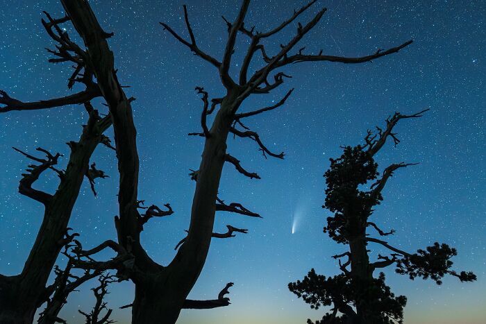 Natural landscape photography showing silhouetted d**d tree branches against a starry night sky with a comet.