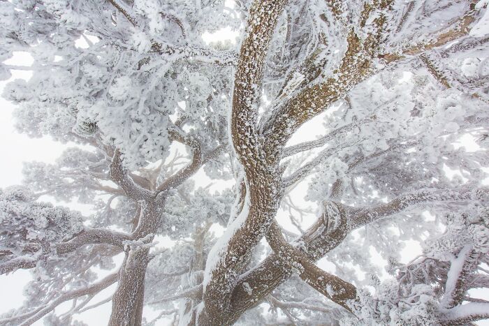 Natural landscape photography with a bottom-up view of snow and frost covered tree branches.