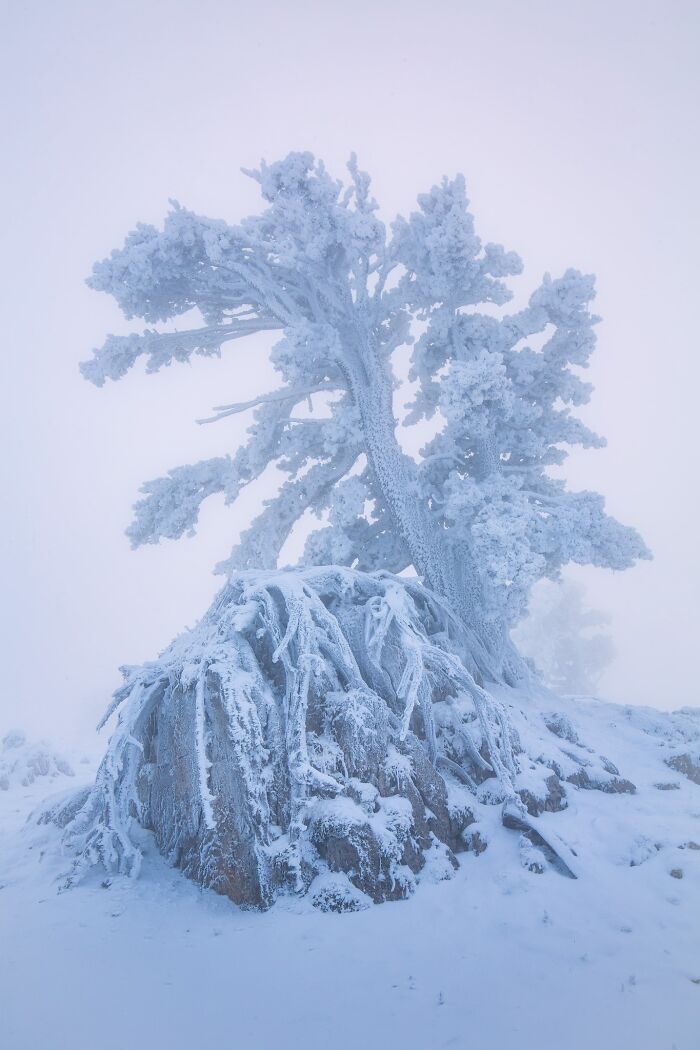 Natural landscape photography displaying a solitary ice-covered tree standing on a frozen rocky peak.